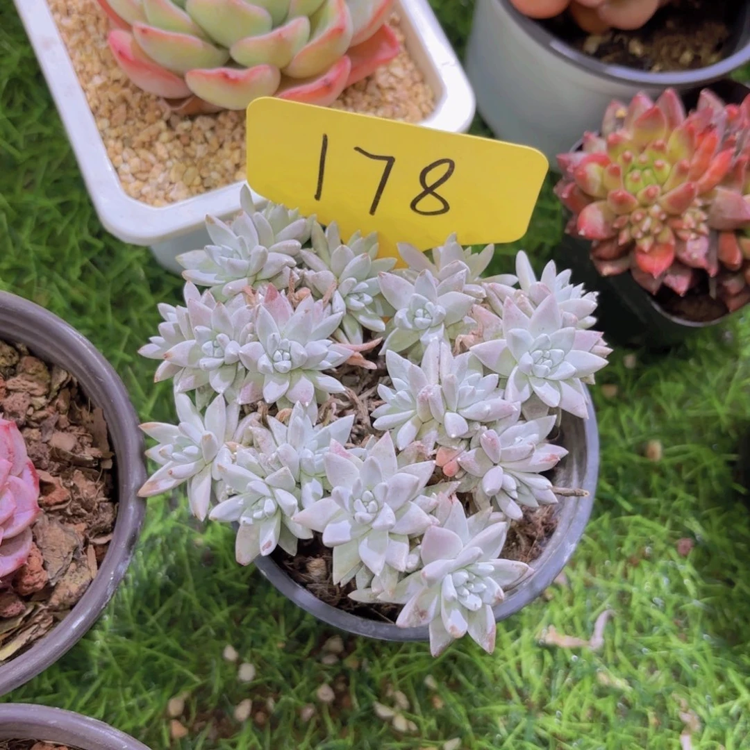 ?****a我的小可爱小可爱们都好可爱