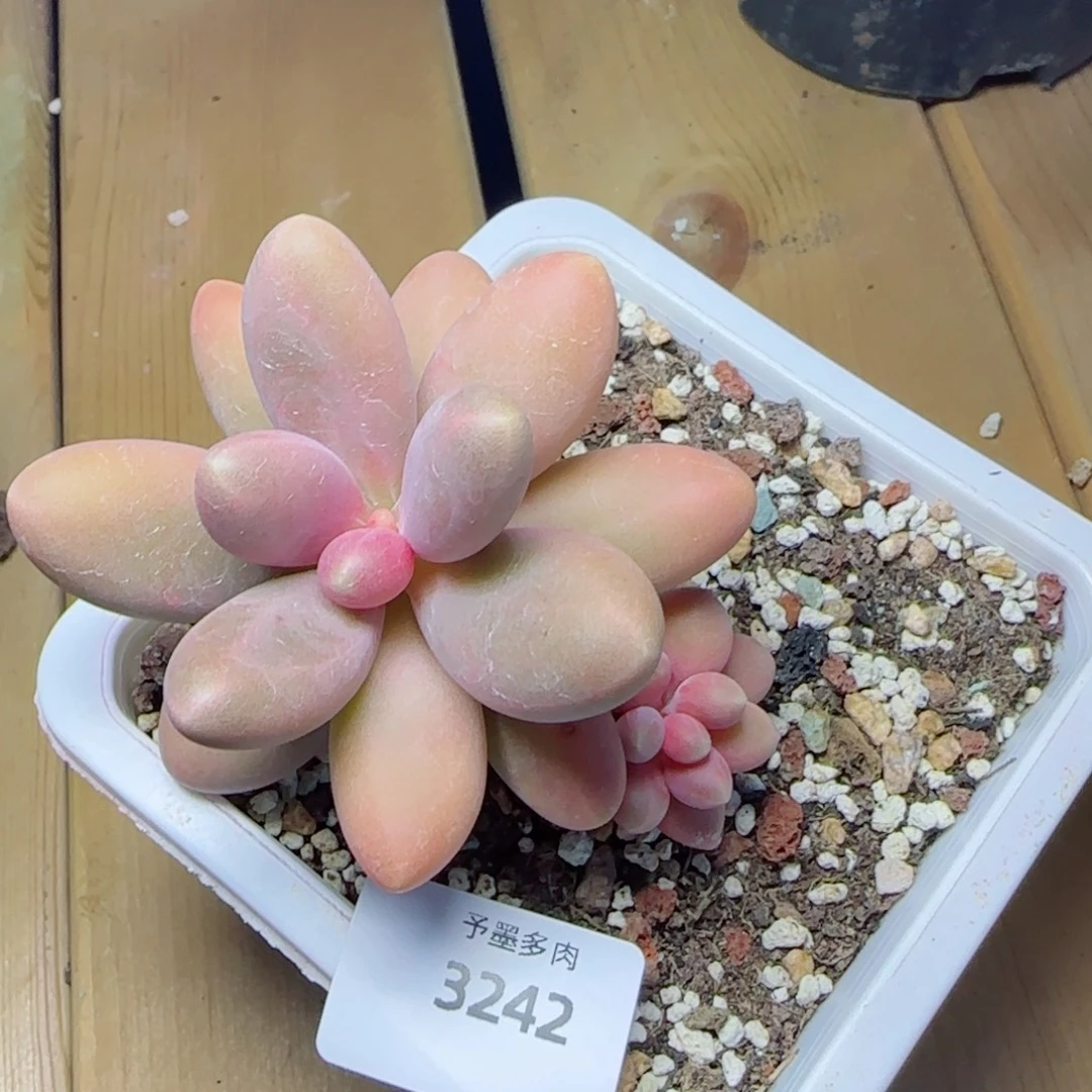 糖果美人，3242多肉植物