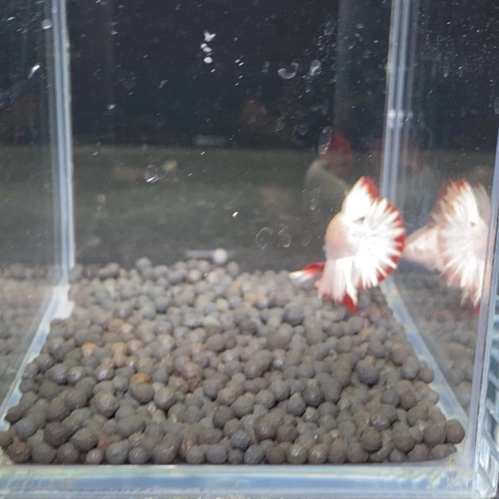 斗鱼泰国斗鱼80号