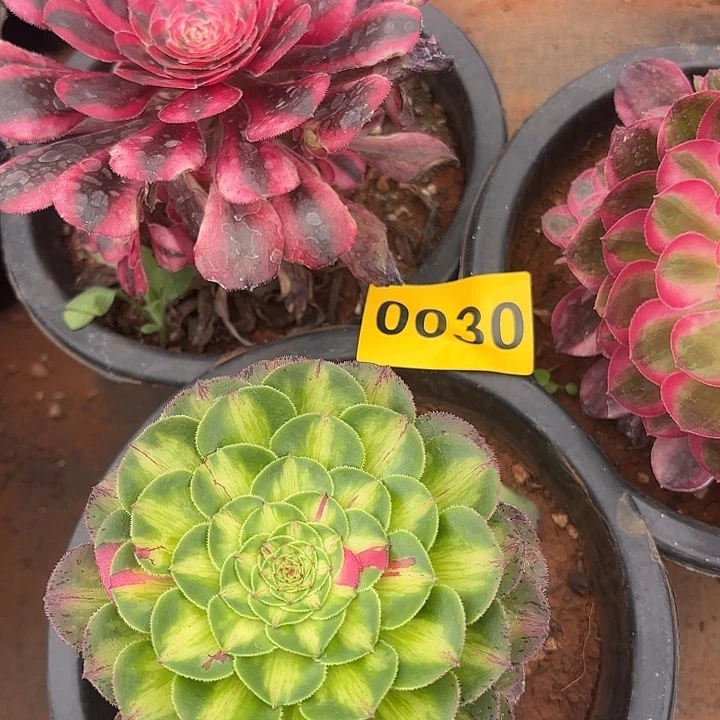 多肉植物福利来030