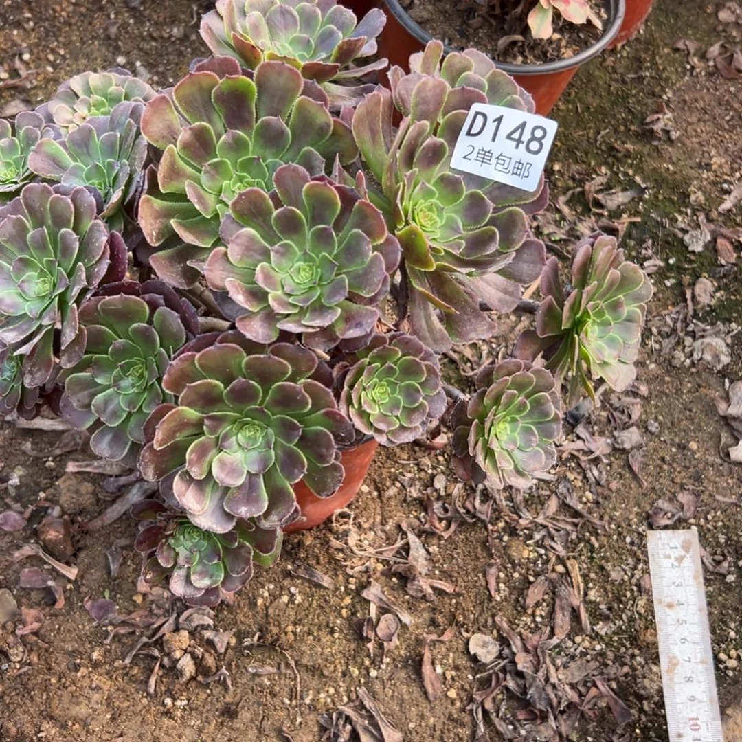 148多肉  萝莉不包断头
