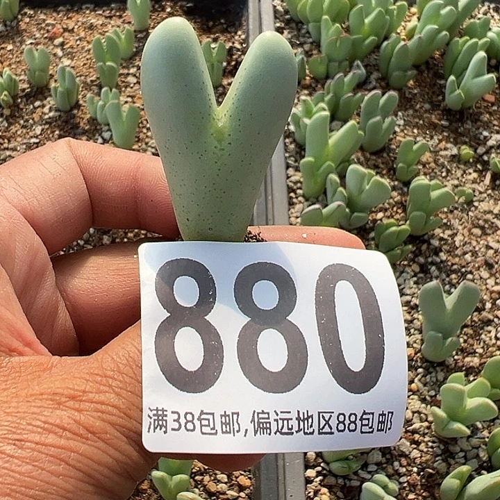 无花朵山*880号大将