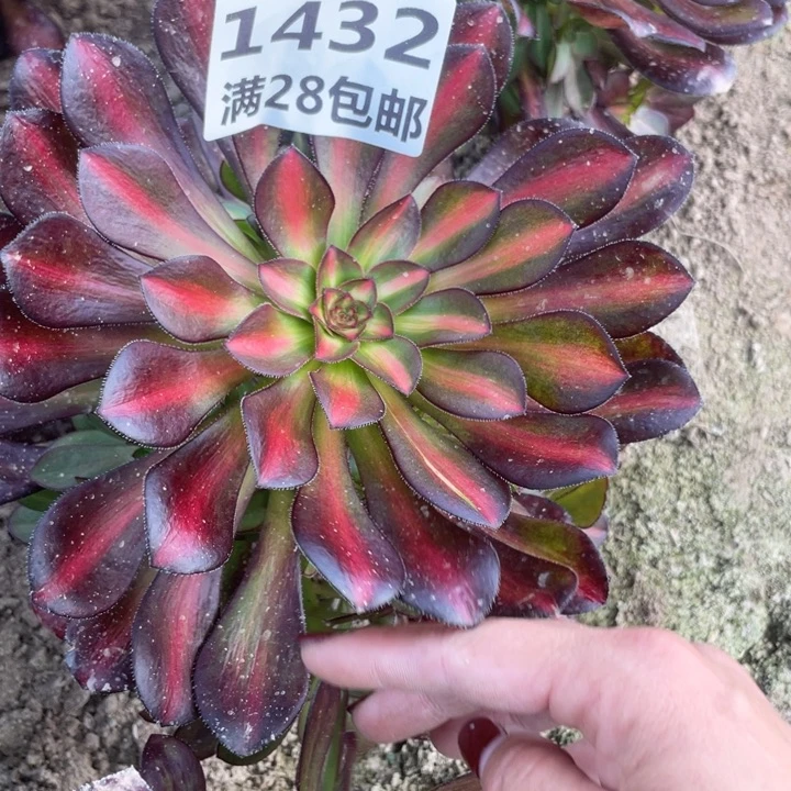 1432二号棚晚霞多肉植物N