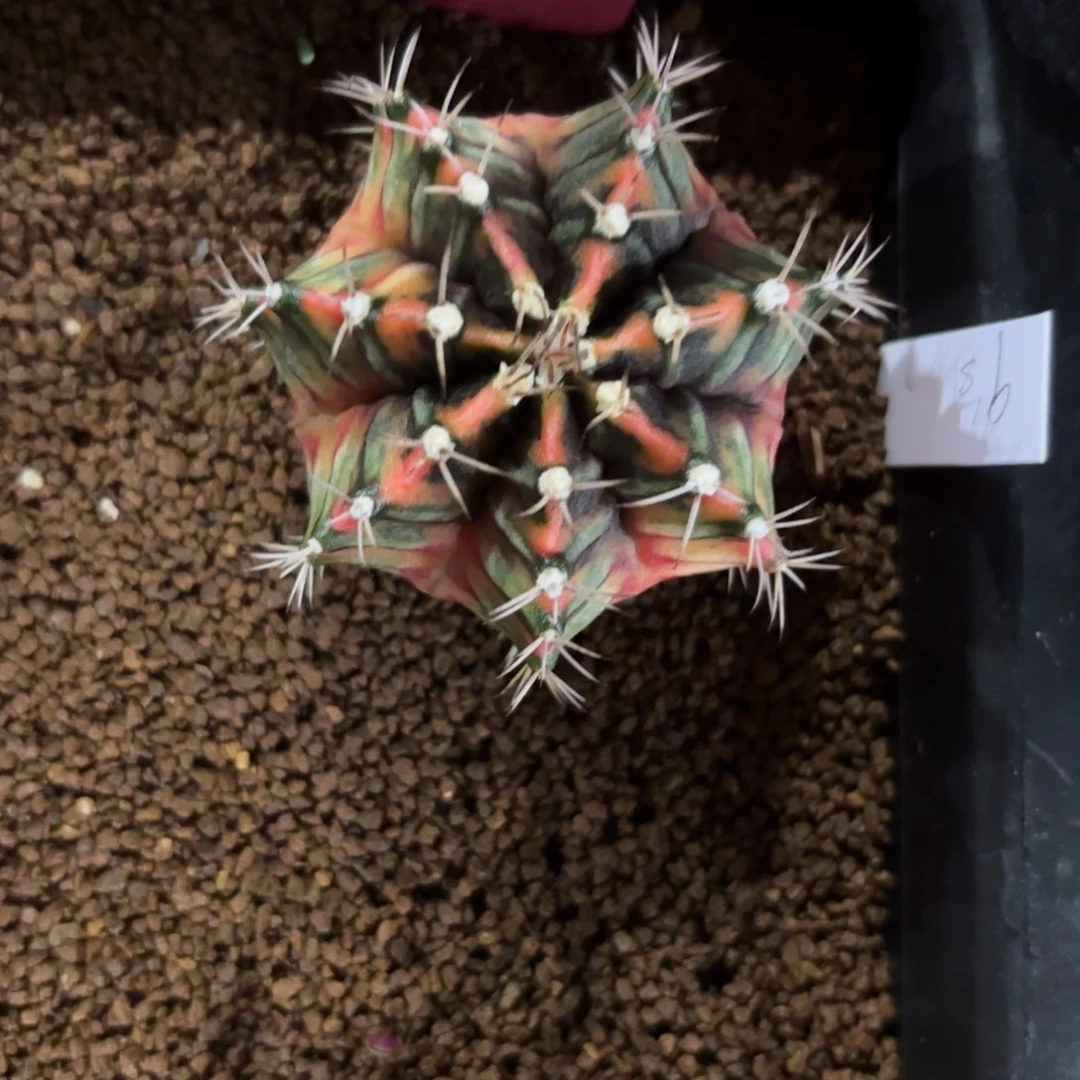 L738-1217泰国发货 九秒钟