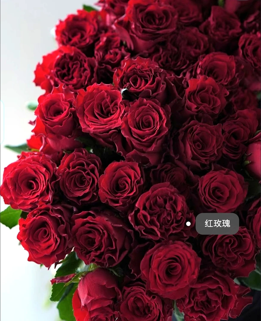 单头玫瑰云南基地直发水养瓶插鲜花