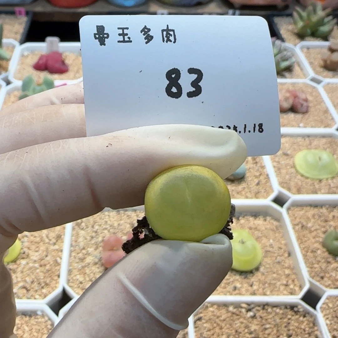 毛**?多肉多肉多肉1.18-083
