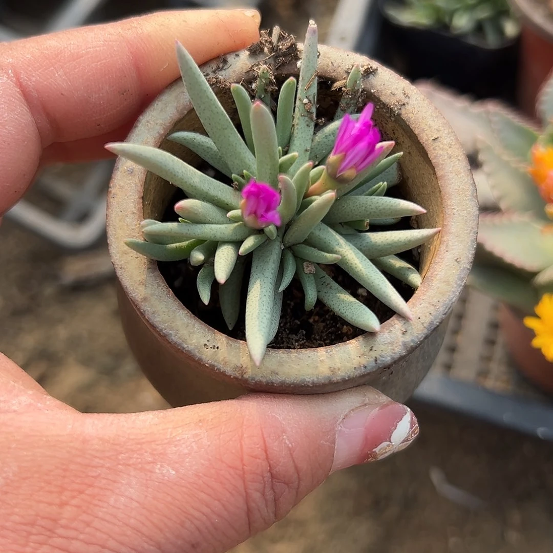 多肉植物短叶美杜莎