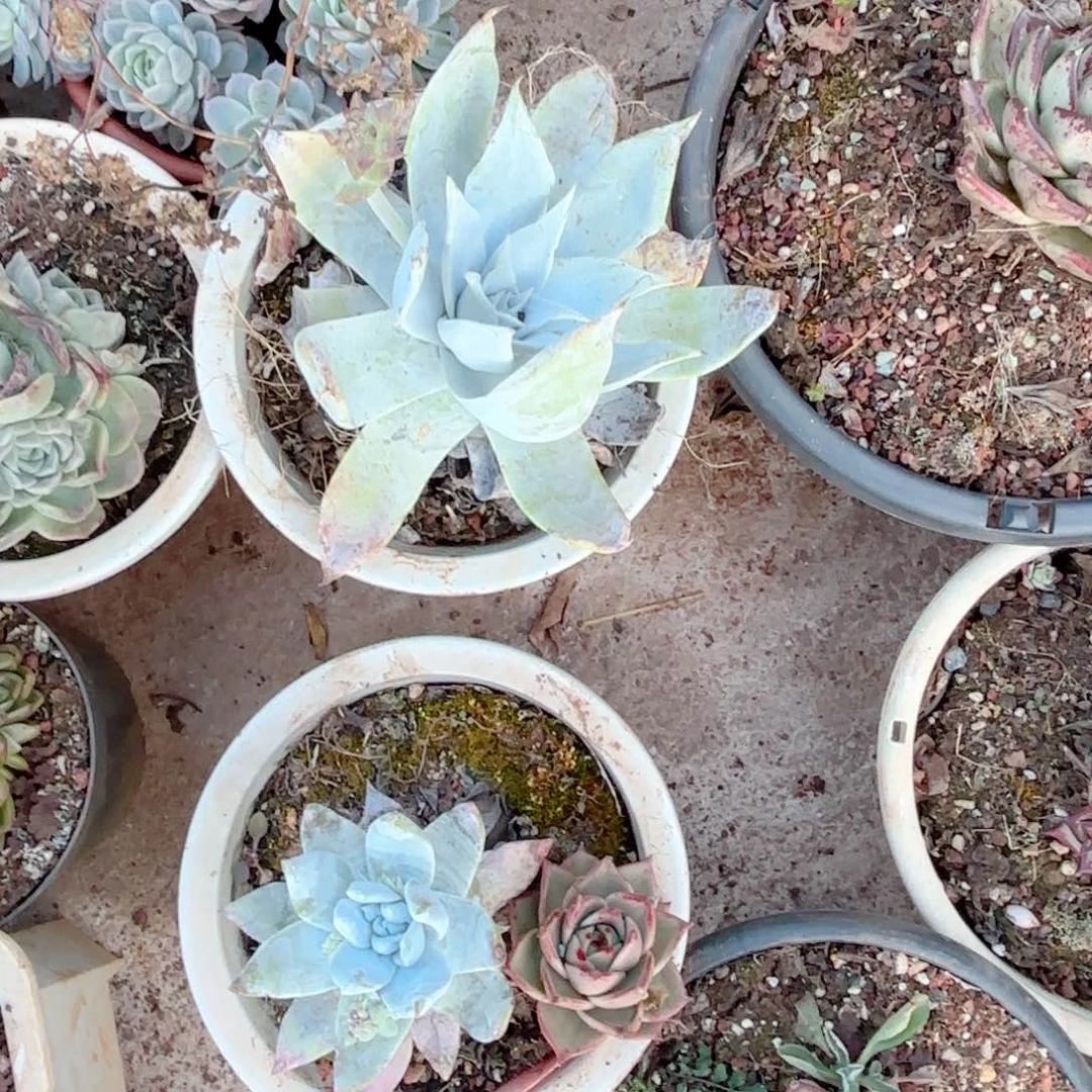 两颗。     丑。  雪山