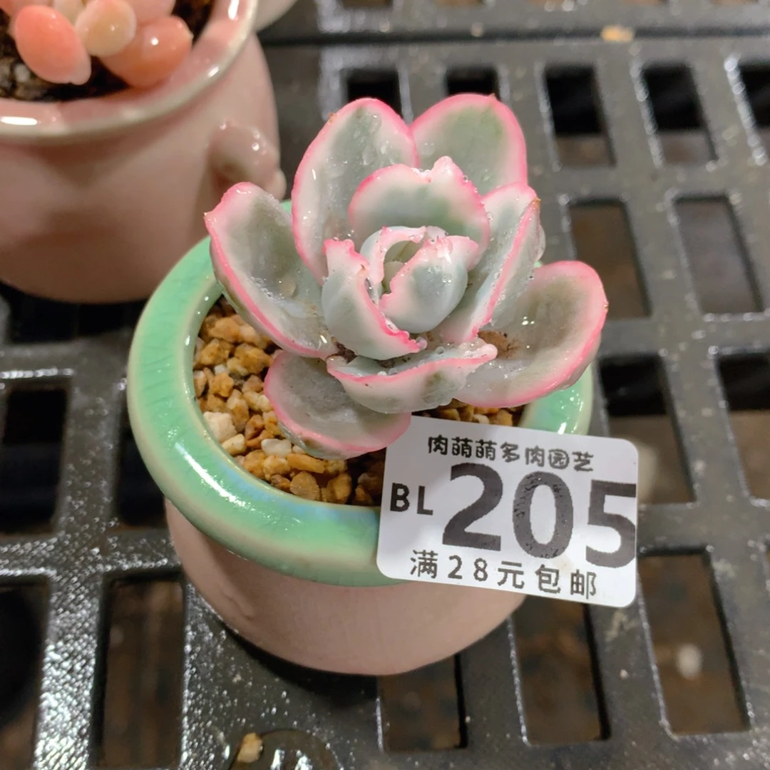 肉萌萌5cm拇指盆精控多肉BL205