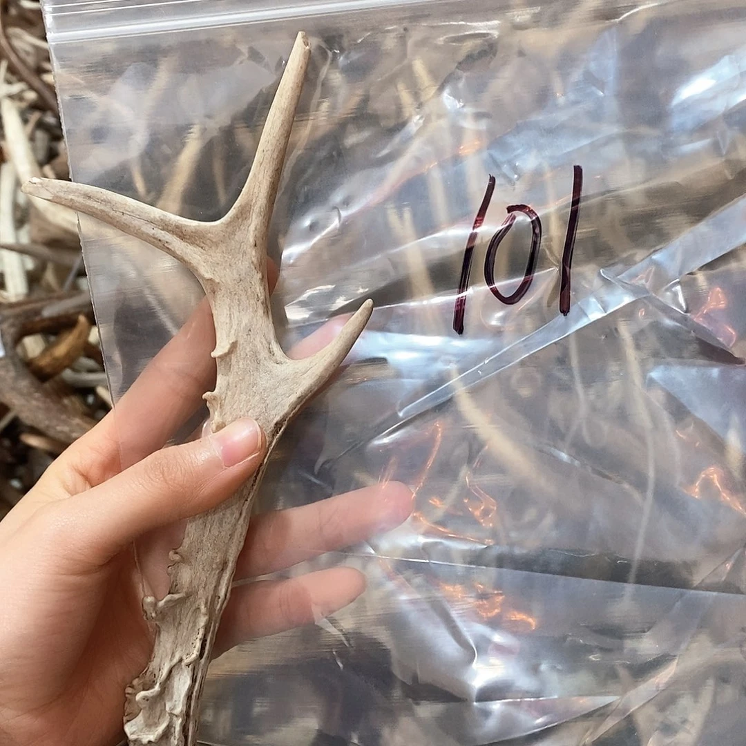 鹿角鹿角鹿角鹿角鹿角