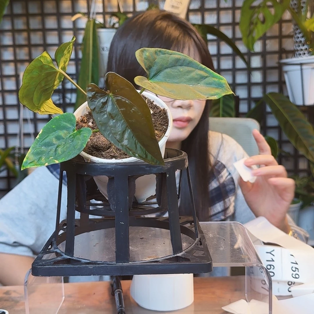 火***皮无花朵一物一拍Y152