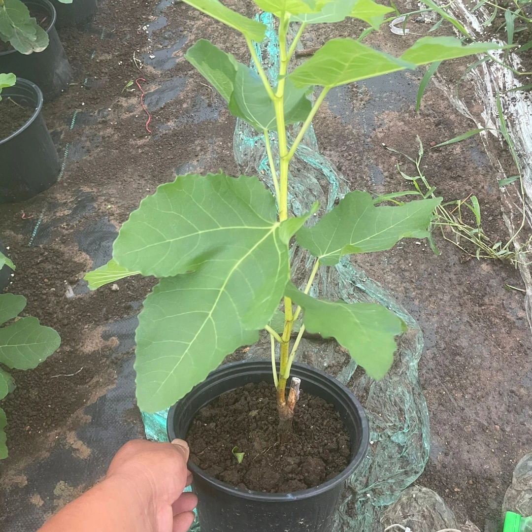 金傲芬无花果大黑盆栽地栽南北方阳台庭院种植产量高果大口感甜糯