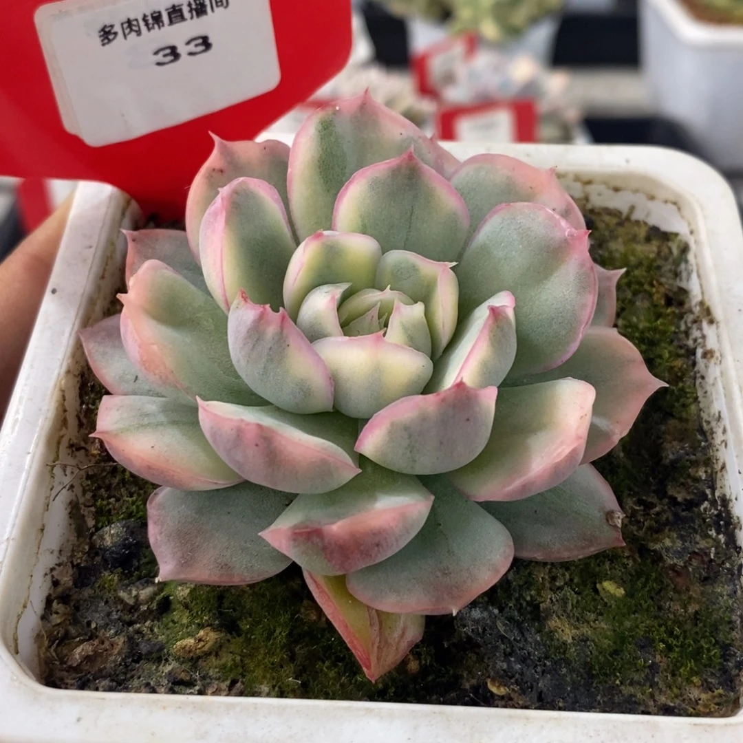 树***莓33号草莓蛋糕锦多肉植物