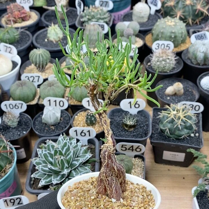 1062号实生梅斯木枝干3cm