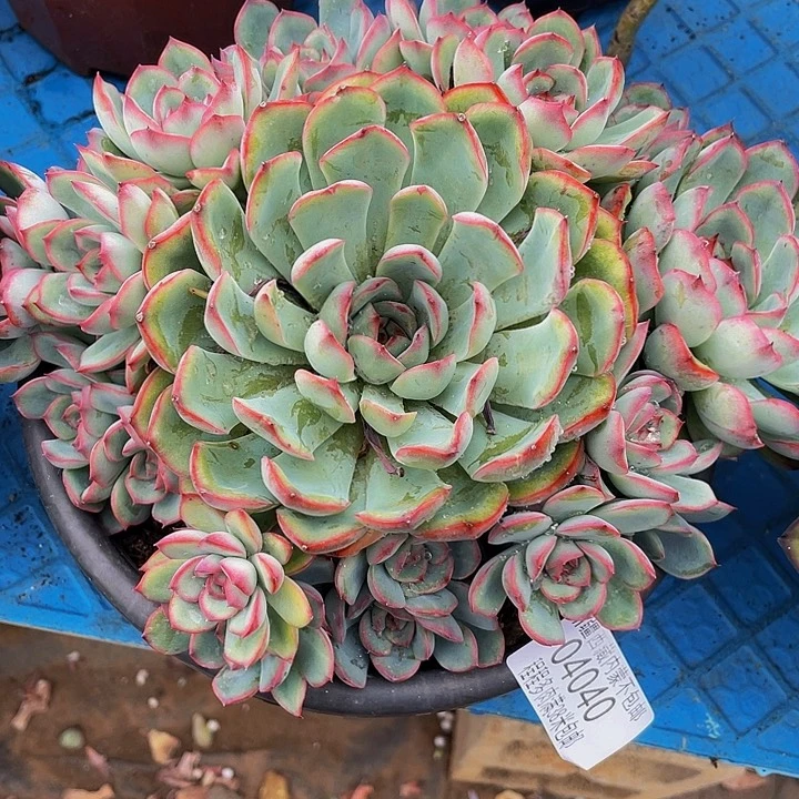 红荷花04040多肉多肉