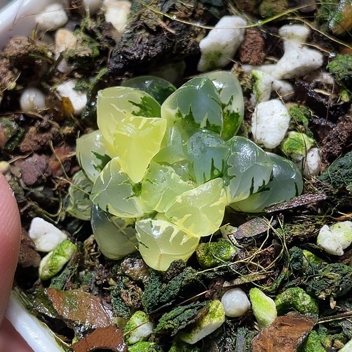 587广濑锦特选福利