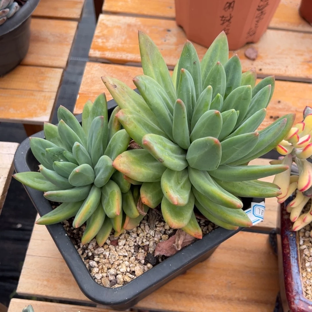多肉植物双头海洋之歌