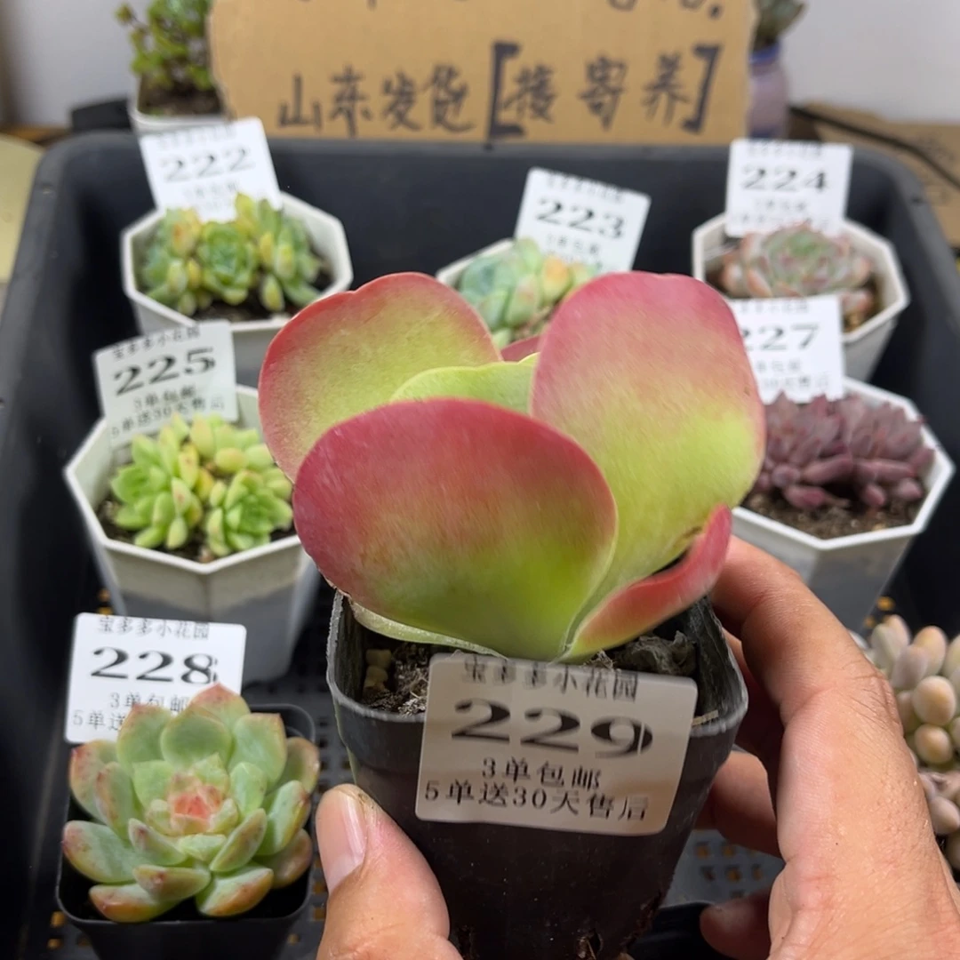 唐印叶片有瑕疵一物一拍满3单包邮5单送30天售后