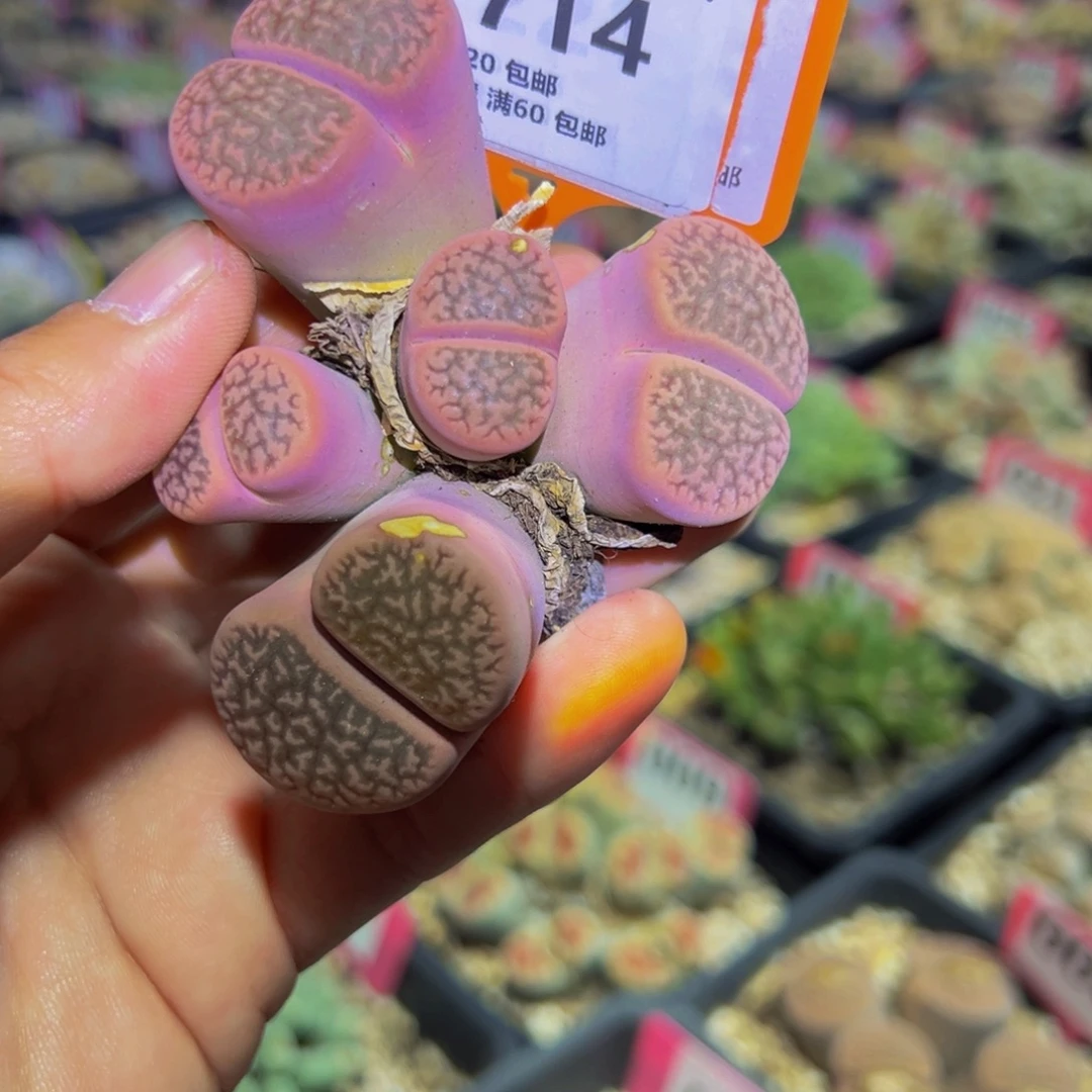 714 一物一拍，默认有伤，介意勿拍，不退不换