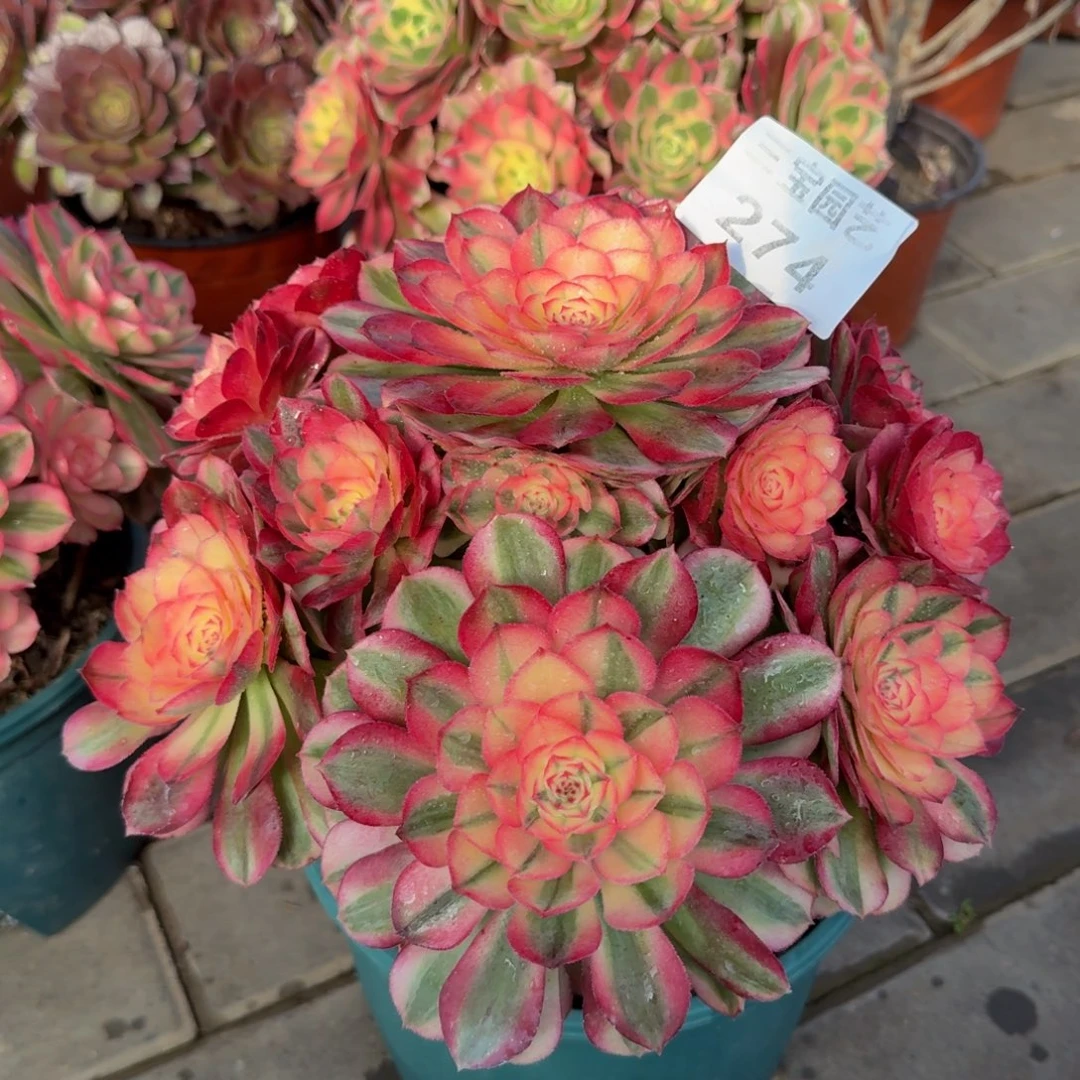 多肉植物274荔枝