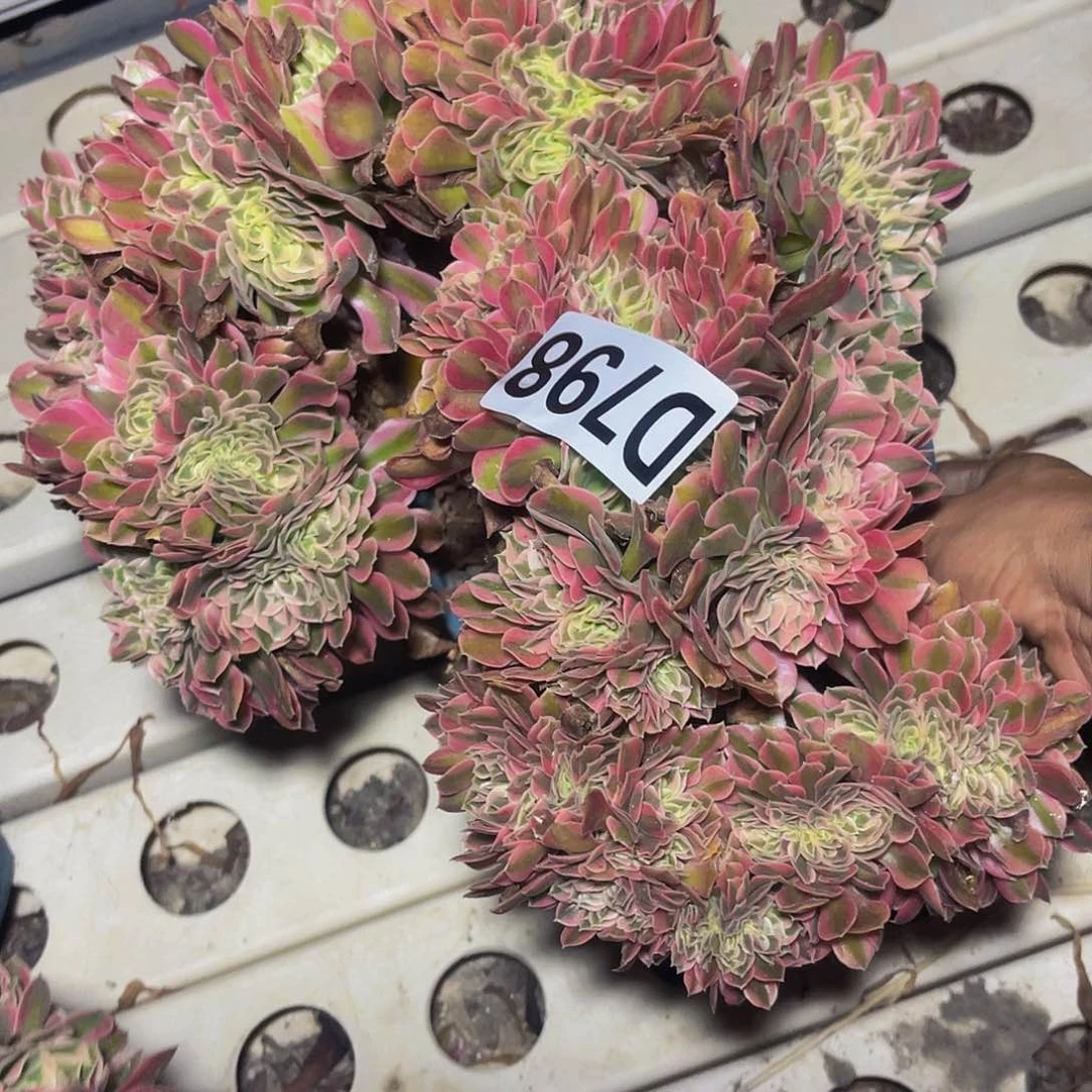 女巫法师7-/——19包邮