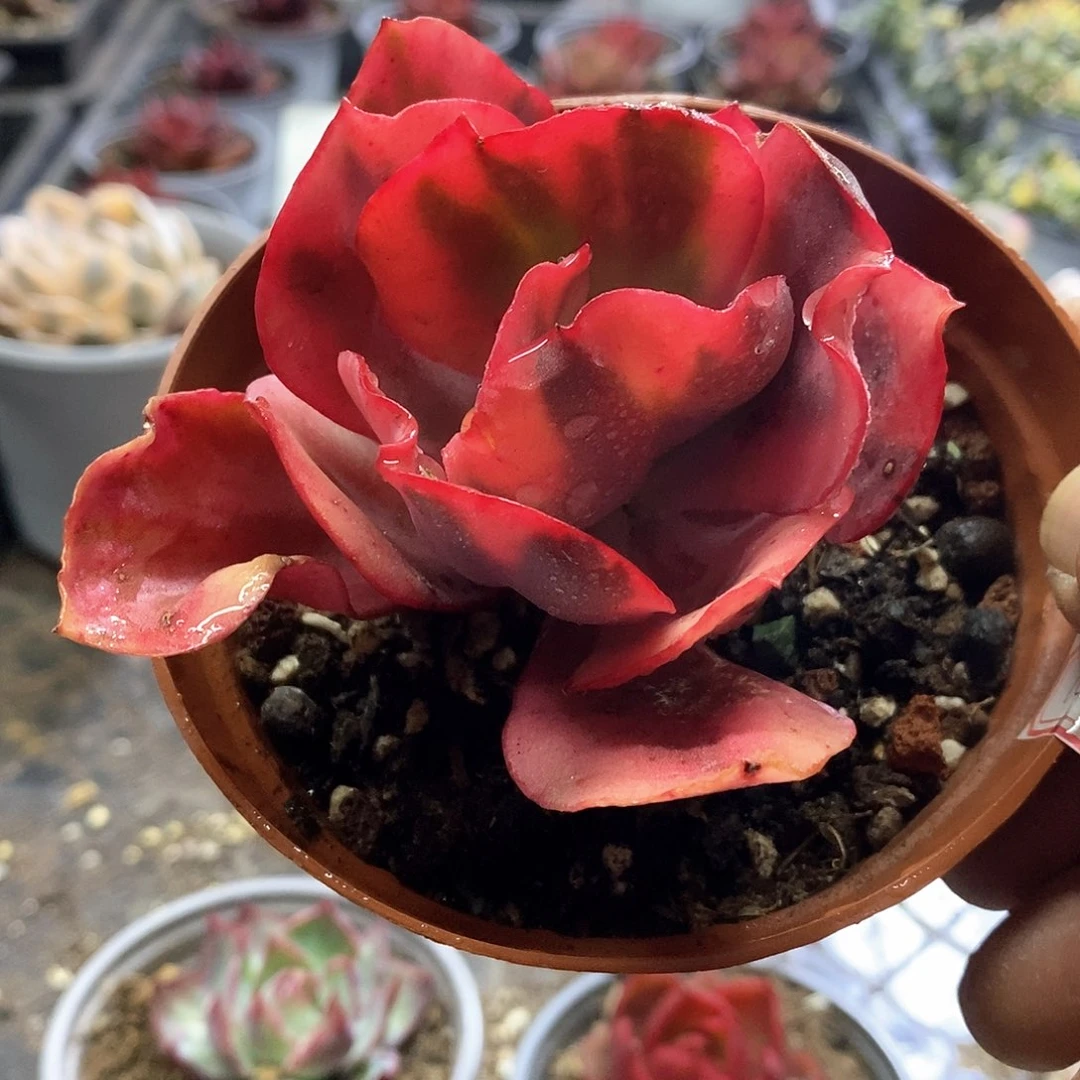 1403精美多肉火烈鸟锦