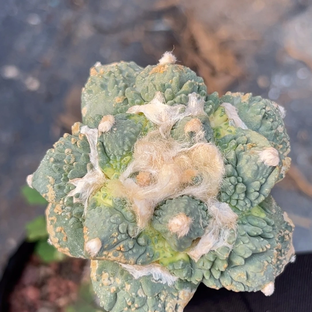 752 仙人球的比赛将于