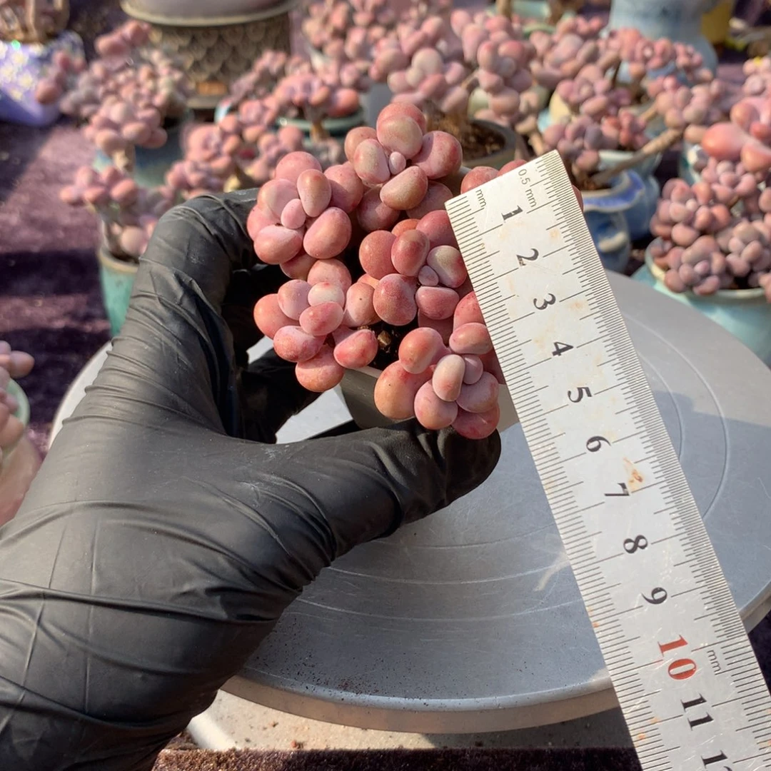 10颗不带盆偏远的不包邮的3公分