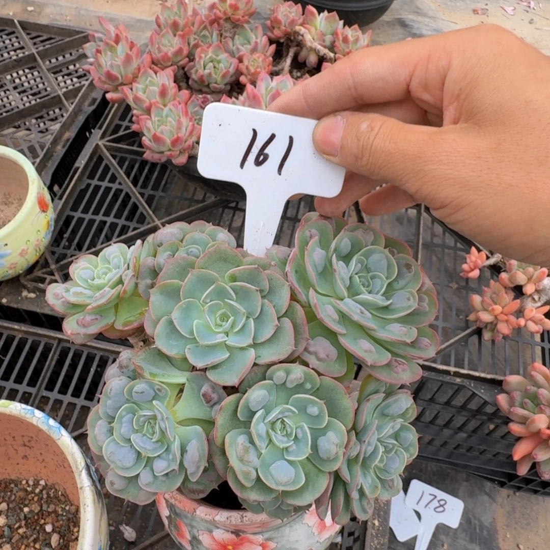 多肉植物的生长发育和生长