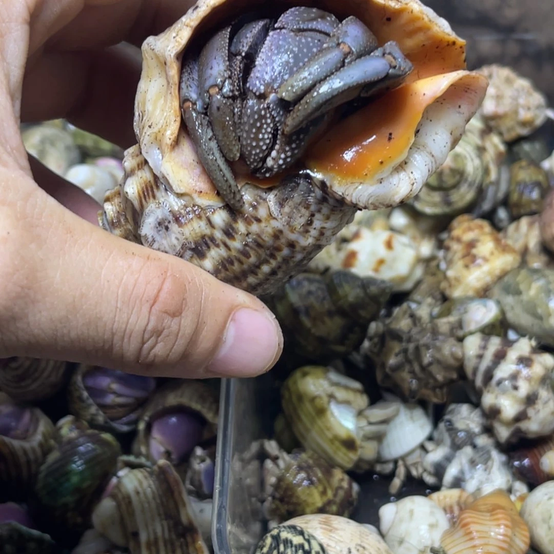 巨无霸大深紫寄居蟹