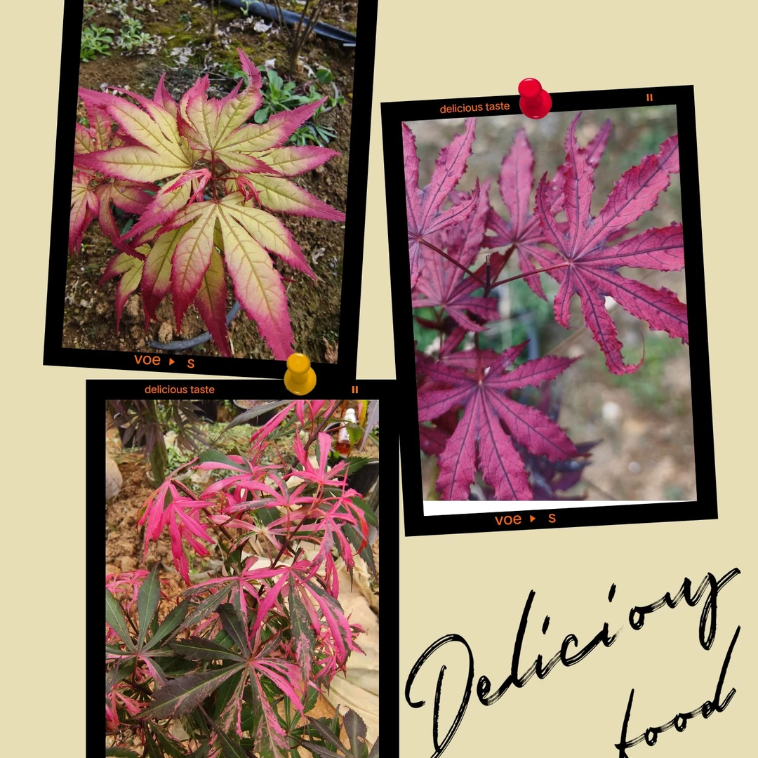 红枫新品种（708-798）偏远地区不包邮