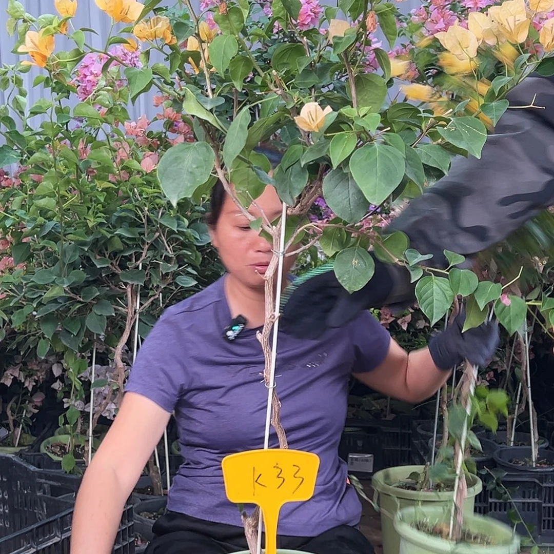 墨***家当前无花栽培后可以开花K33金色光辉