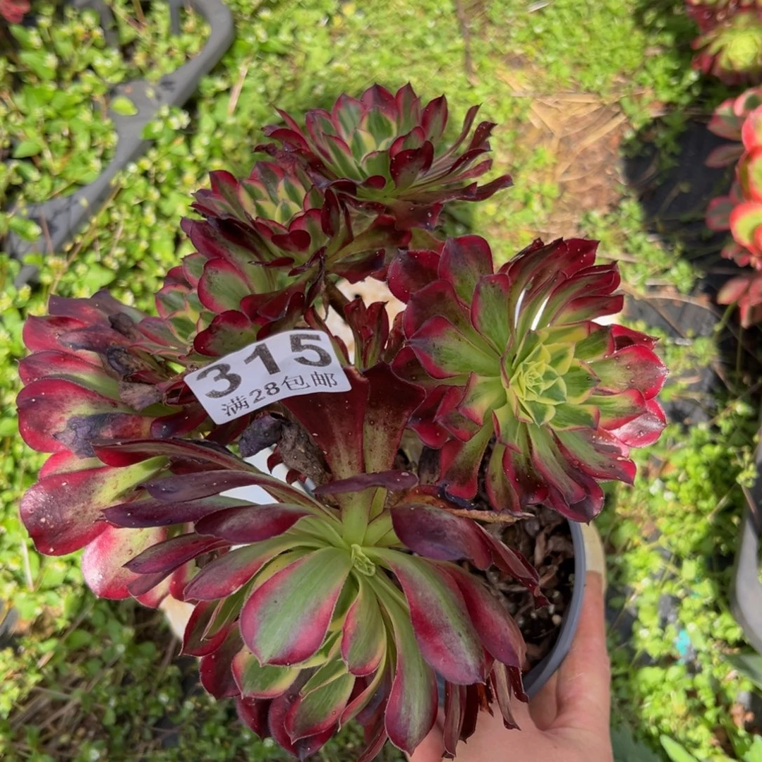 多肉植物315无售后