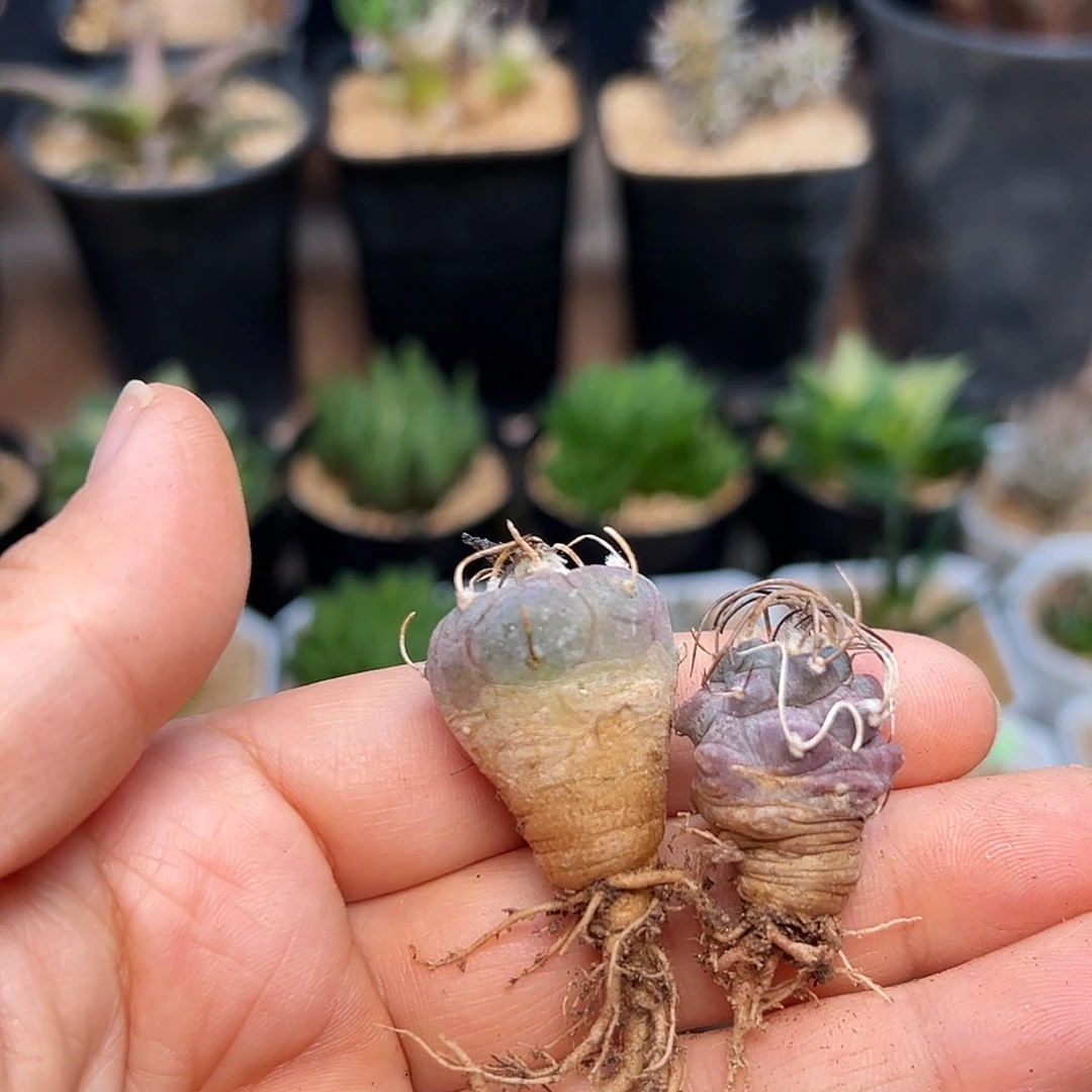 紫肌龟甲乌丸，紫肌狂刺牙城丸