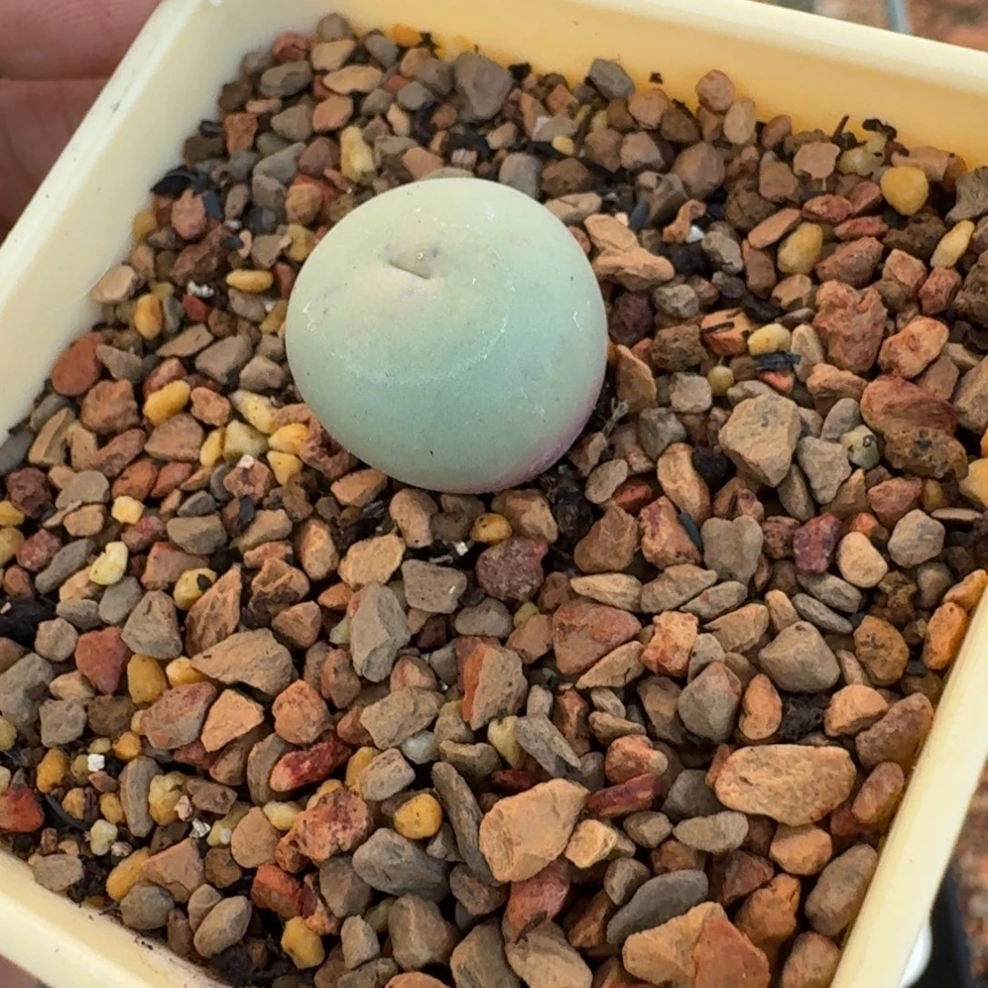 云缦精品番杏18.22 SH434V嘴