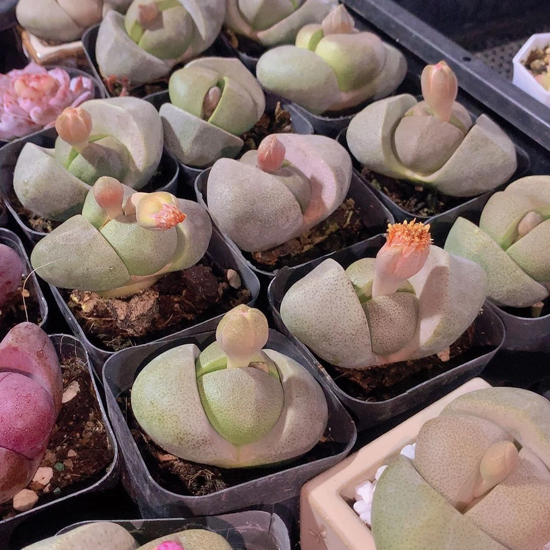 大绿元宝234577889990000