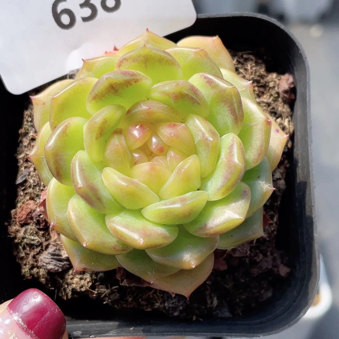 638号糖心冰心珍妮