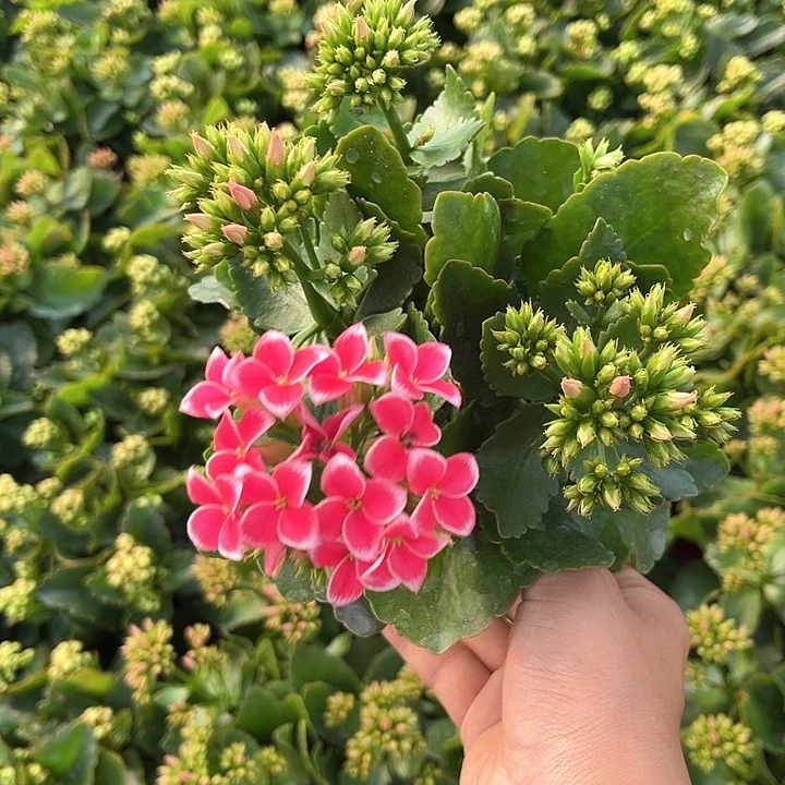 130大盆长寿花粉岩丁