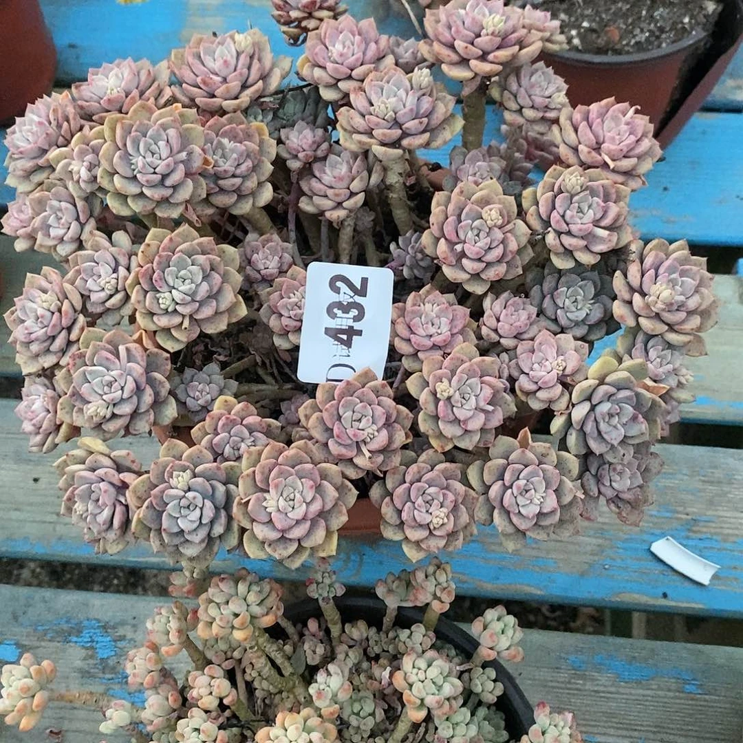 刘*432粉布偶多肉植物