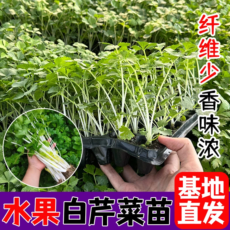 四季小香芹种子种籽芹菜苗高产白芹紫芹西阳台栽种菜蔬菜苗幼苗孑