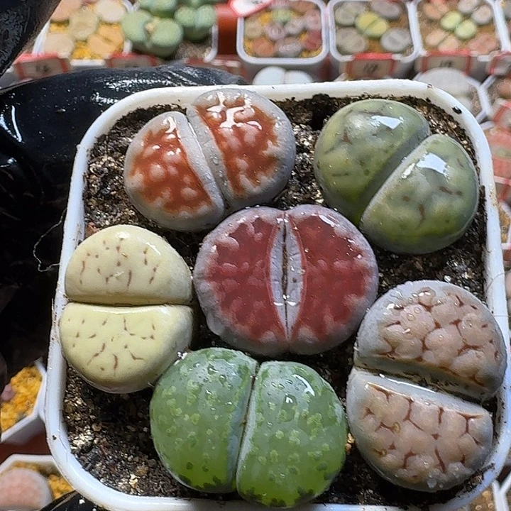 生石花23:：。在。 76号