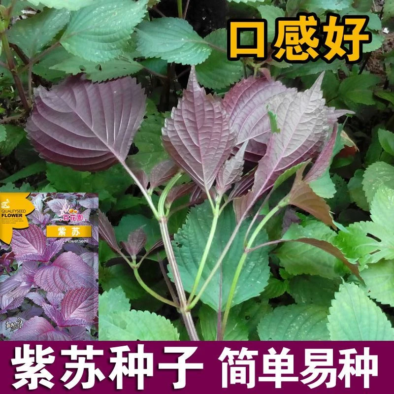 F093紫苏种子种籽孑子苗盆栽食用紫苏叶四季紫苏子菜苗秧苗苏子叶