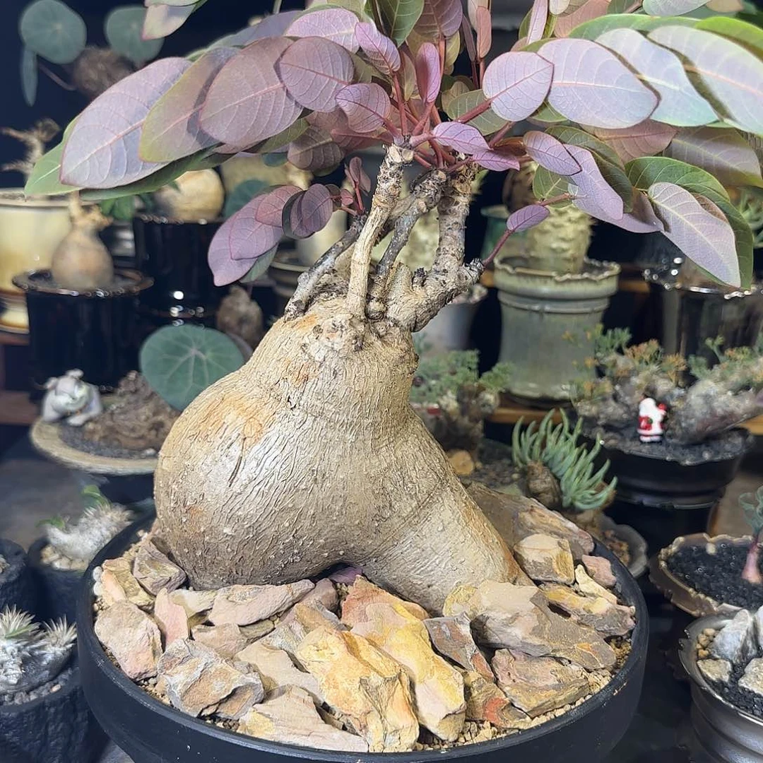一物一拍奇异油柑780