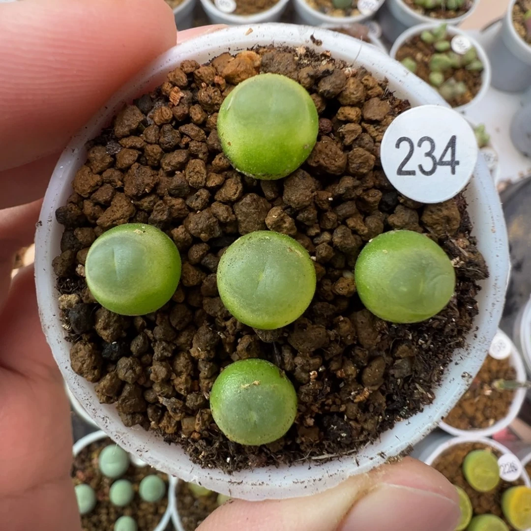 拉登一颗脱土2340000