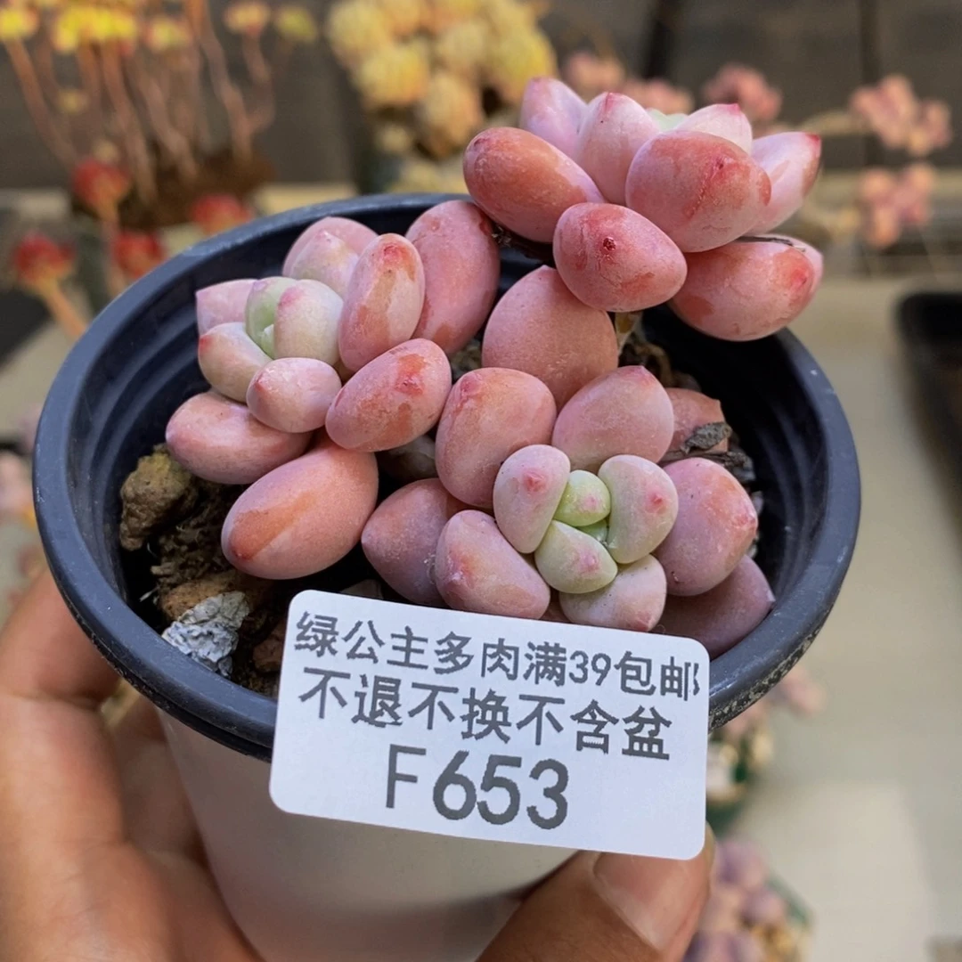 653樱花洛神多肉6c m