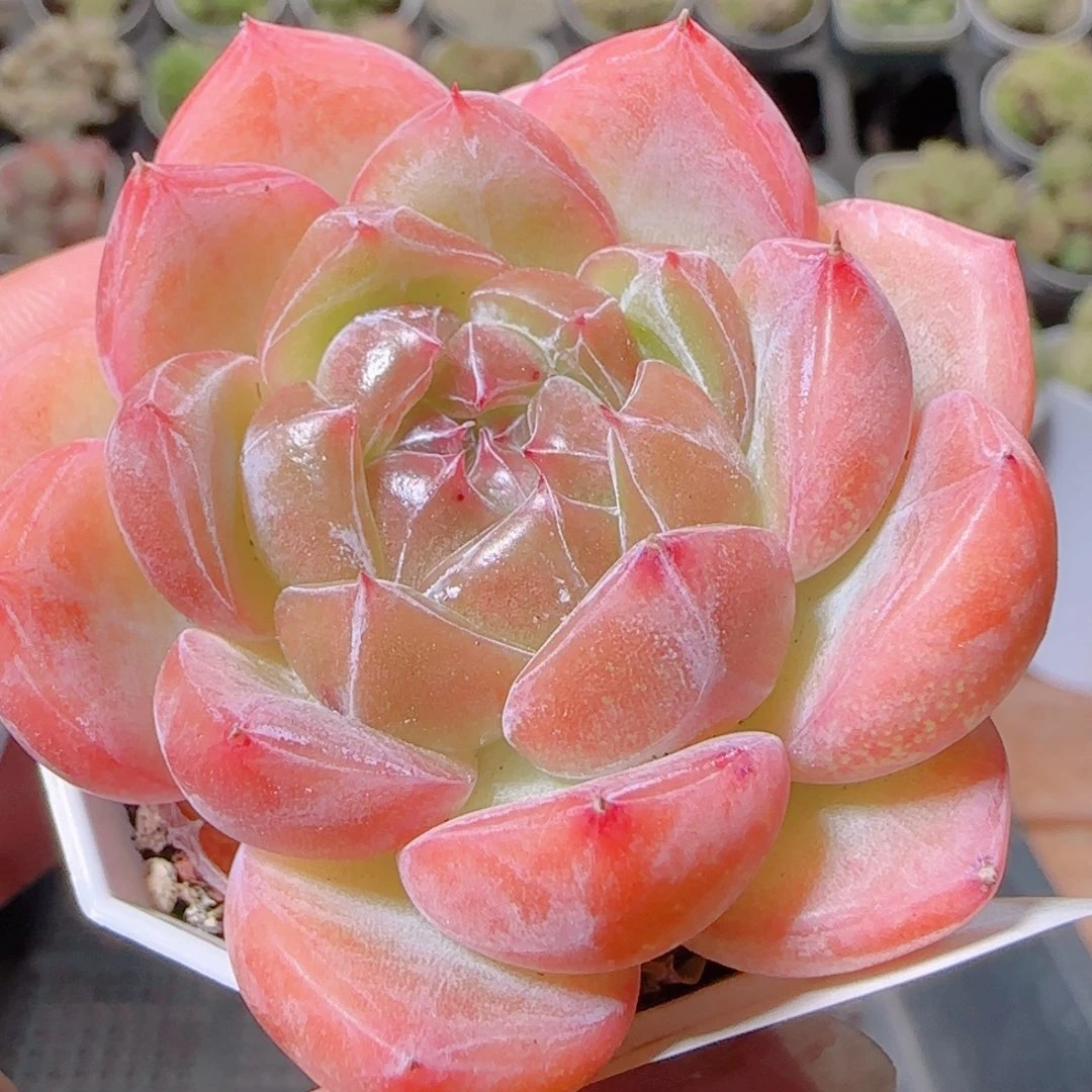 花语逸镜1107-466钻石珍妮