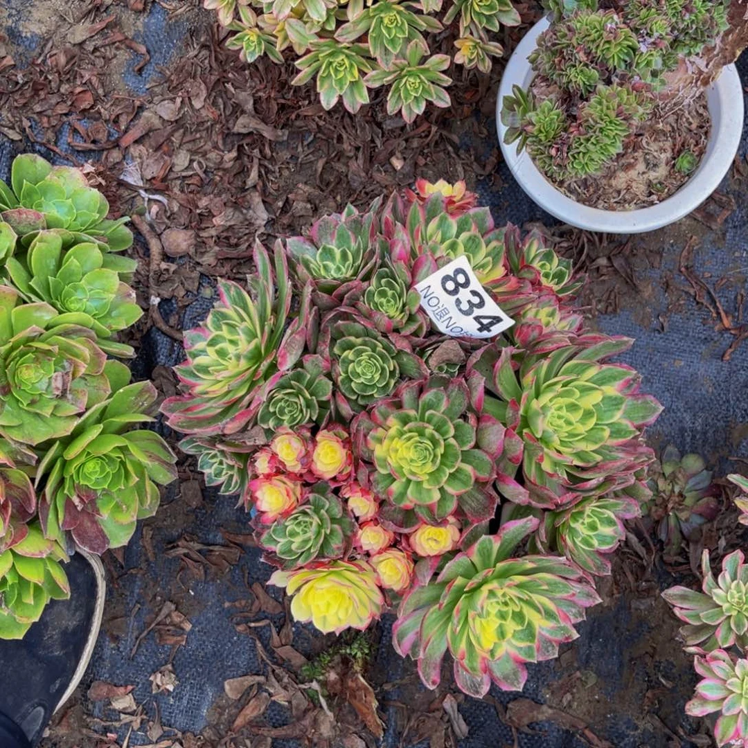 海王法师朵朵1-45