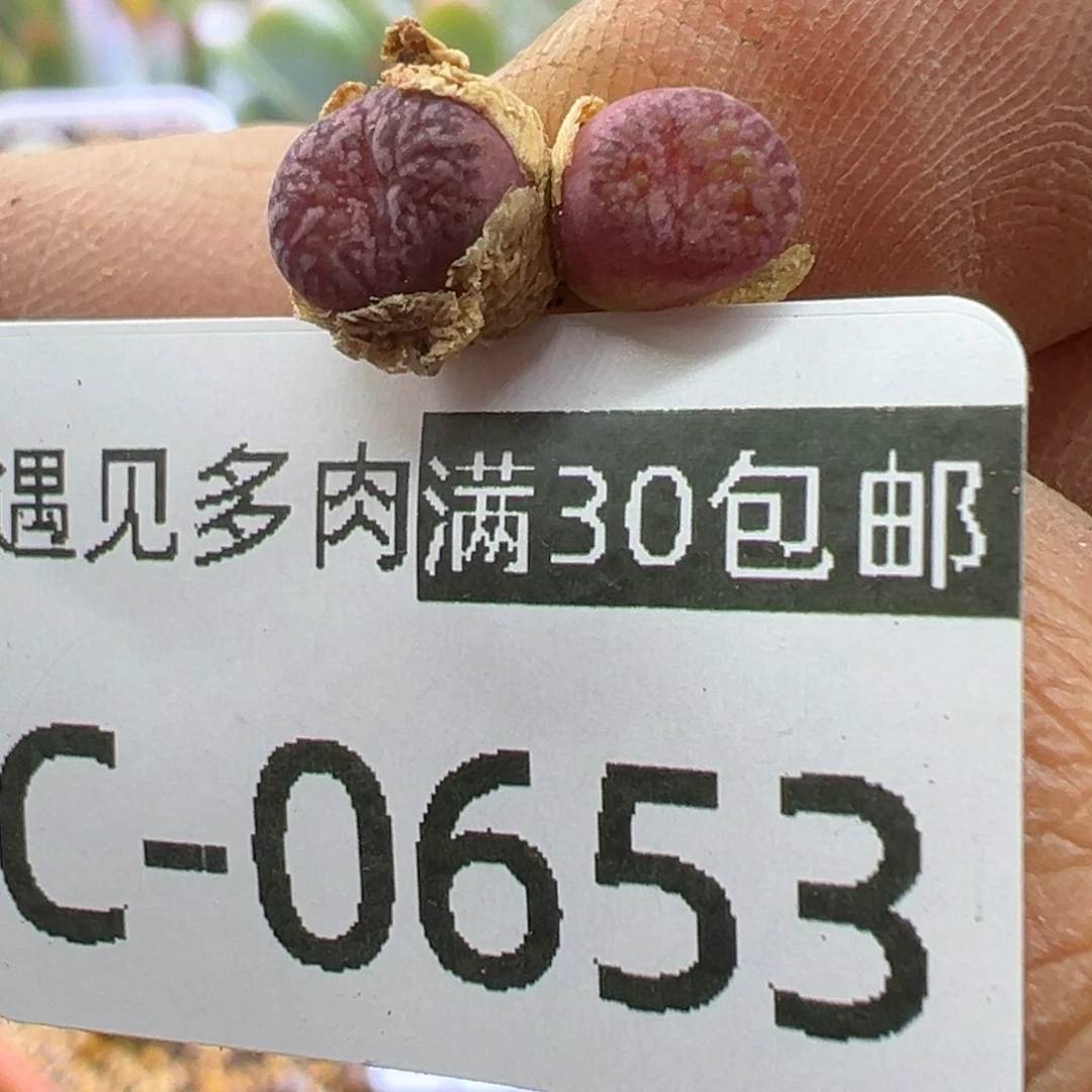 多肉植物11111111111111111