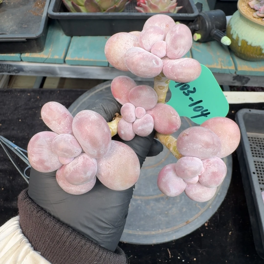 从前慢多肉精选编号0103.104