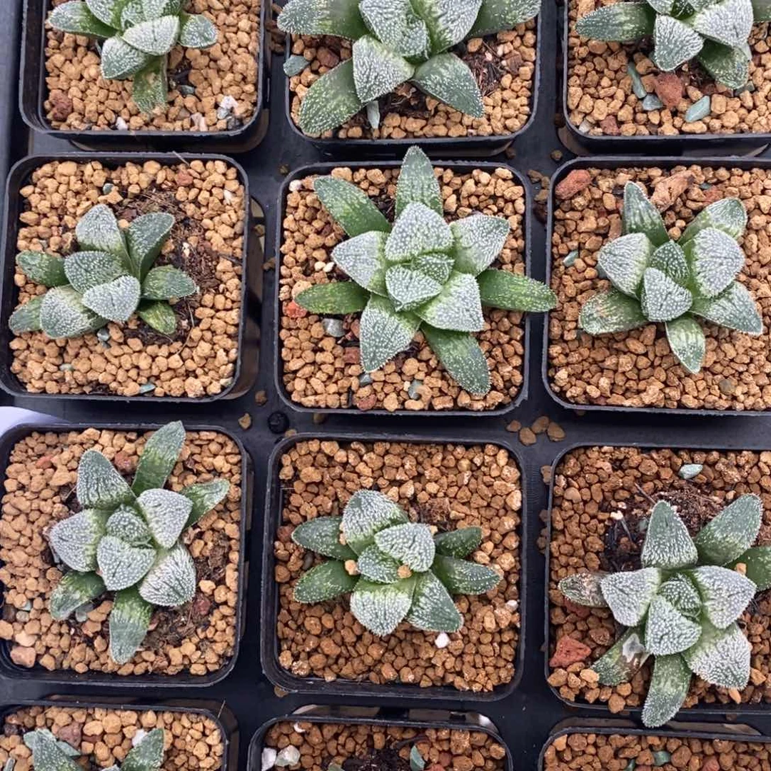 703 一颗实生磨砂窗。  超级618福利